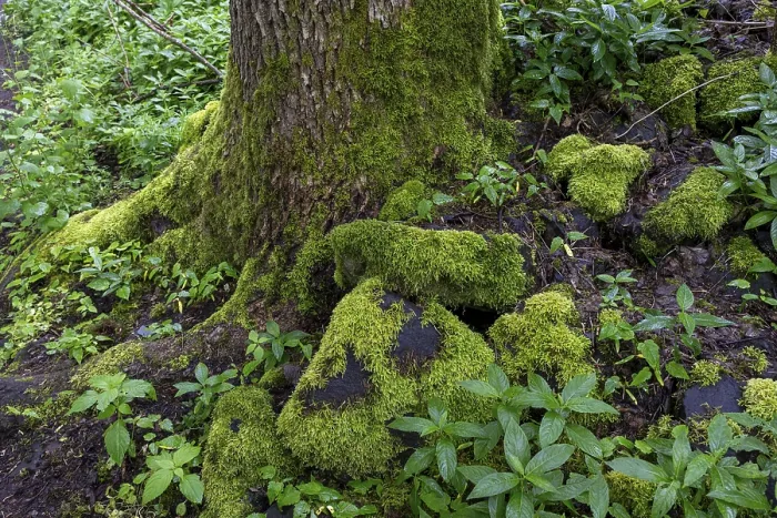 Framed Print : Stones and trees overgrown with moss in the forest at Schaumberg Framed Print : Stones and trees overgrown with moss in the forest at Schaumberg