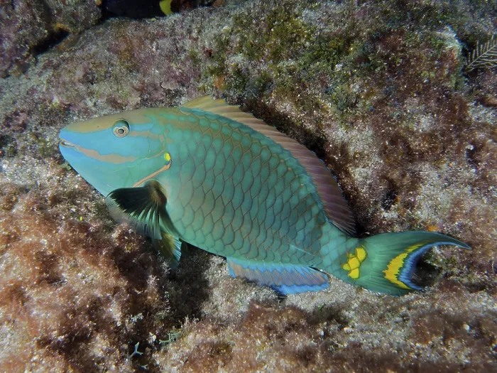 Framed Print : A stoplight parrotfish (Sparisoma viride) rests on the reef at night Framed Print : A stoplight parrotfish (Sparisoma viride) rests on the reef at night