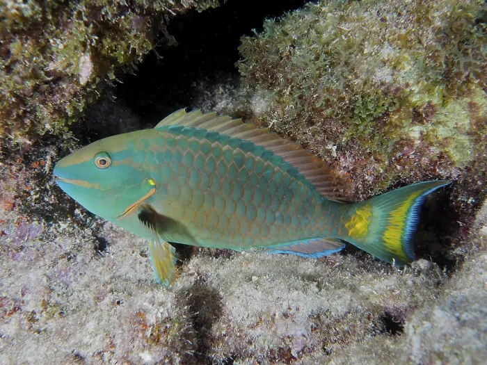 Framed Print : A stoplight parrotfish (Sparisoma viride) rests on the reef at night