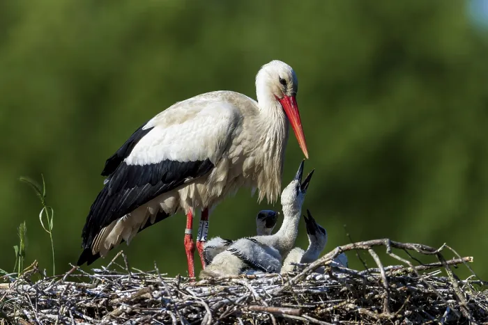 Framed Print : Stork bending gently over chicks in the nest