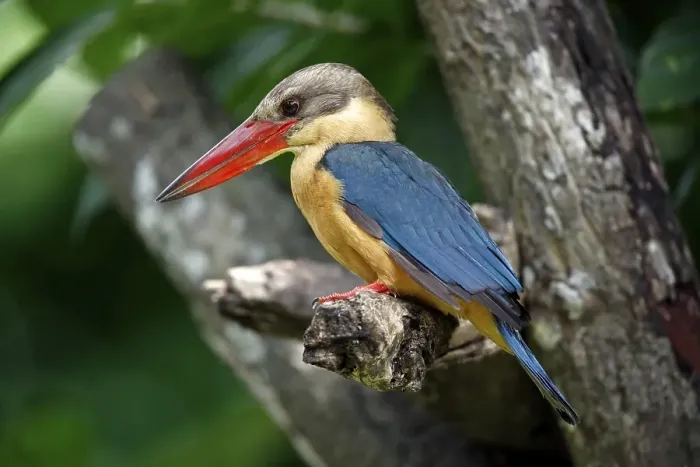 Framed Print : Stork-billed Kingfisher (Pelargopsis capensis)