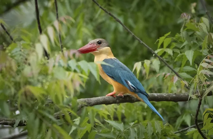 Framed Print : A Stork-billed kingfisher (Pelargopsis capensis) on a tree branch
