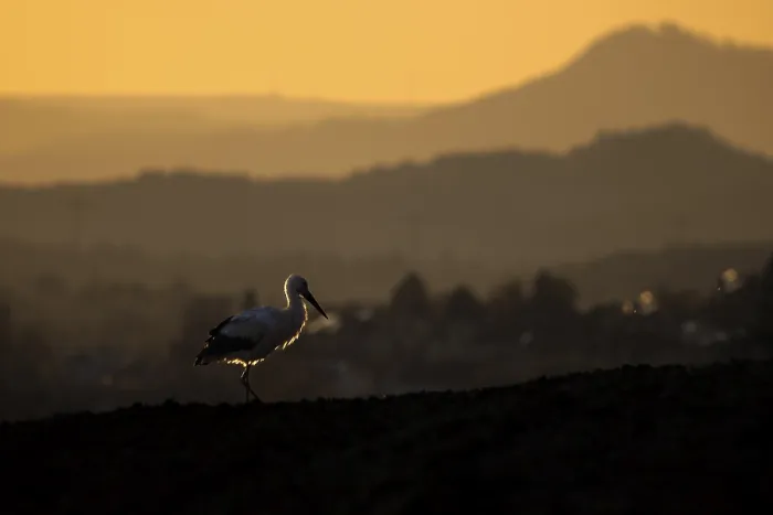 Framed Print : A stork (Ciconia ciconia) in the foreground of an atmospheric