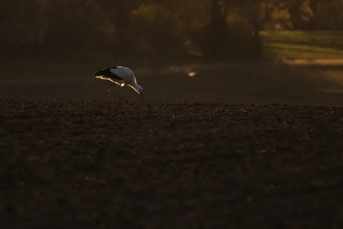 Framed Print : A stork (Ciconia ciconia) pecking on a dark ground surface