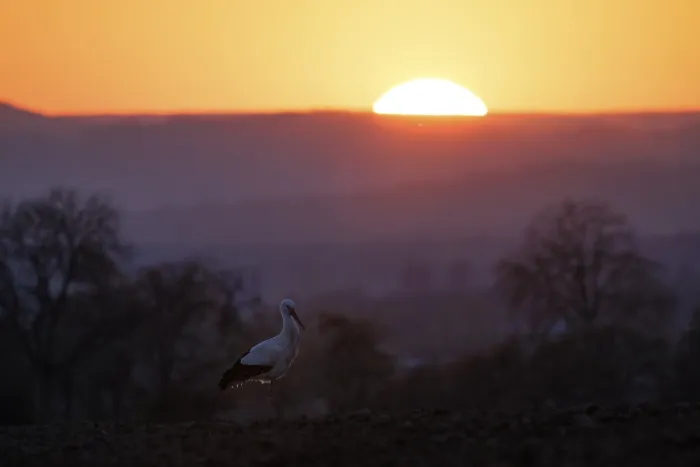 Framed Print : A stork (Ciconia ciconia) stands in front of a blue evening sky while the sun disappears on the horizon