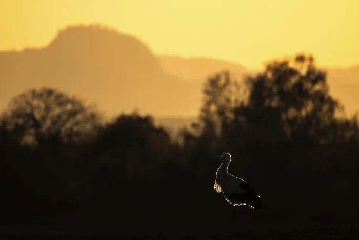 Framed Print : A stork (Ciconia ciconia) stands in the foreground