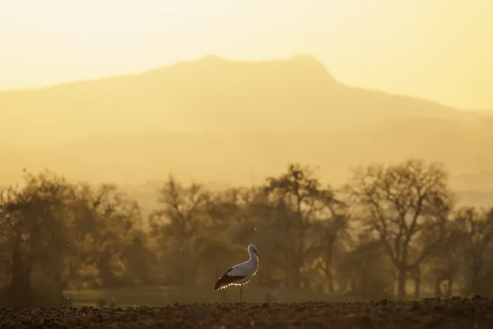 Framed Print : A stork (Ciconia ciconia) walks through a tree-lined landscape