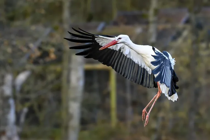 Framed Print : A stork (Ciconia) landing in an autumnal forest with its wings spread out