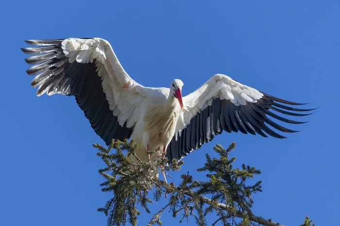 Framed Print : Stork with large wings sitting elegantly on a tree branch in front of a clear sky Framed Print : Stork with large wings sitting elegantly on a tree branch in front of a clear sky