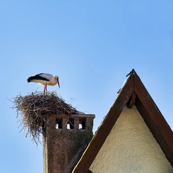 Framed Print : Stork in nest on chimney, gable roof Framed Print : Stork in nest on chimney, gable roof