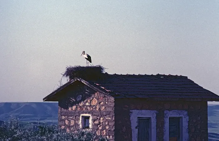 Framed Print : Stork in nest on house roof, Southeast Anatolia, Turkey, May 1987, vintage, retro, old, historical, Asia Framed Print : Stork in nest on house roof, Southeast Anatolia, Turkey, May 1987, vintage, retro, old, historical, Asia