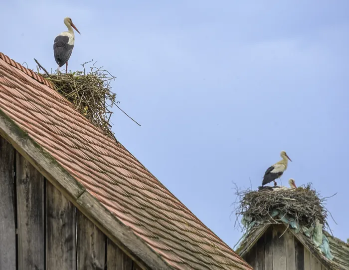 Framed Print : Stork on a nest lying on a tiled roof