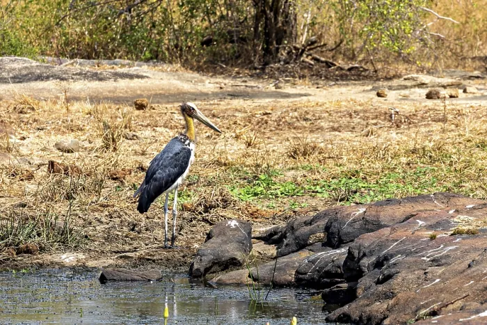 Framed Print : A stork stands at the edge of a small body of water surrounded by dry grasses and rocks