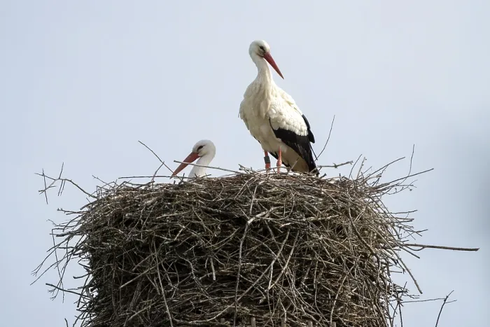 Framed Print : Two storks (Ciconia ciconia) carefully guarding their nest