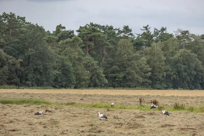 Framed Print : Storks in a field at the edge of a forest