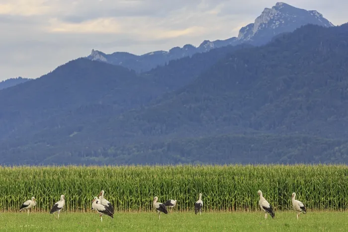 Framed Print : Storks in a meadow in front of mountains in the evening light Framed Print : Storks in a meadow in front of mountains in the evening light