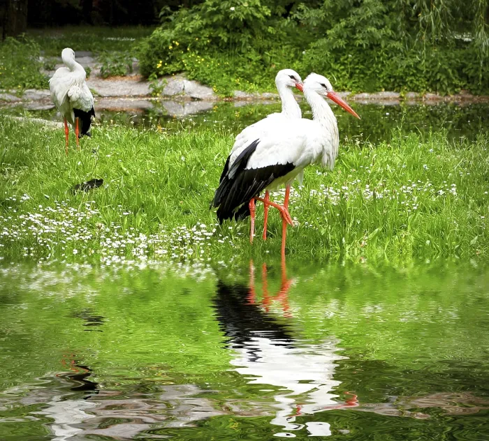 Framed Print : Storks on the spring meadow Framed Print : Storks on the spring meadow