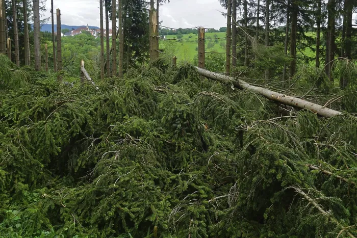 Framed Print : Storm damage in coniferous forests