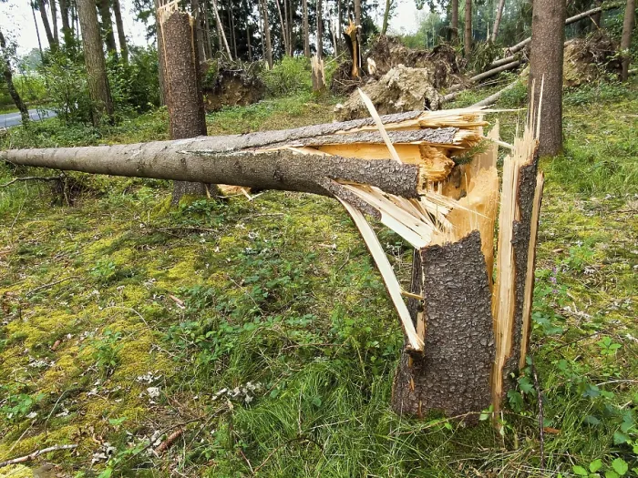 Framed Print : Storm damage. Fallen trees in the forest after a storm