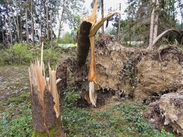 Framed Print : Storm damage. Fallen trees in the forest after a storm
