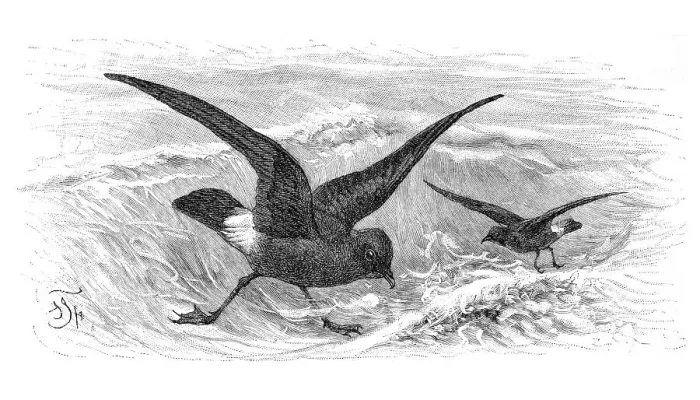 Framed Print : Stormy petrels (Procellaria pelagica)