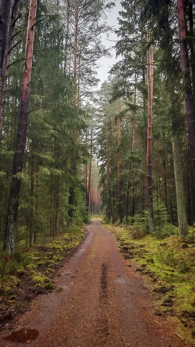 Framed Print : A straight forest path surrounded by tall pines (pinus) leads through a quiet