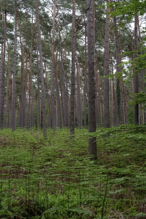 Framed Print : Straight pine forest with dense fern growth