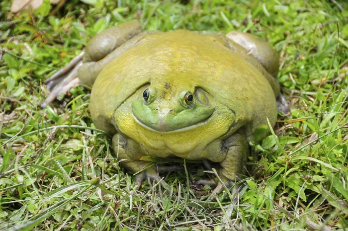 Framed Print : Straight view of giant African bullfrog resting on green grass with a wide
