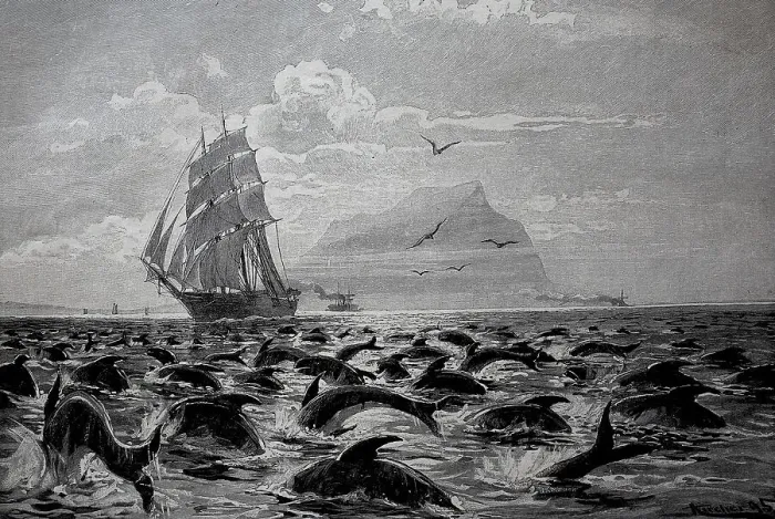 Framed Print : In the Strait of Gibraltar a sailing ship sails through a large group of dolphins Framed Print : In the Strait of Gibraltar a sailing ship sails through a large group of dolphins