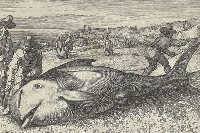 Framed Print : Stranded pilot whale on the beach of Zandvoort