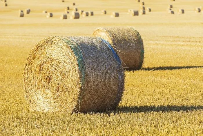 Framed Print : Straw bales on a harvested grain field