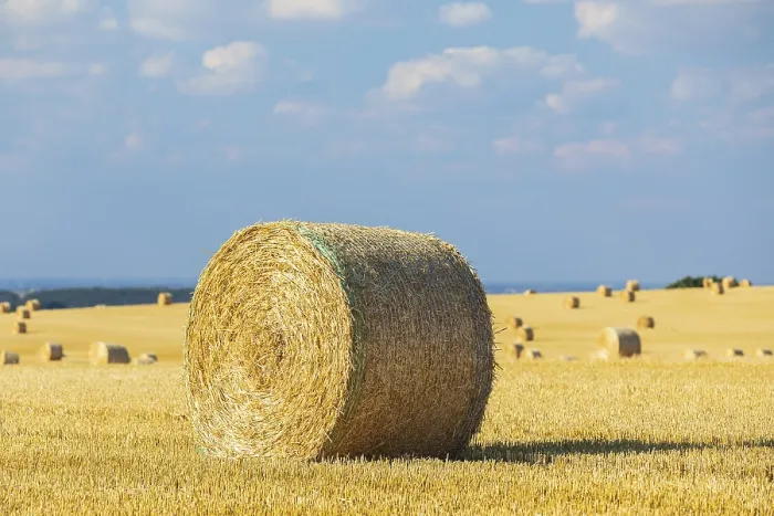 Framed Print : Straw bales on a harvested grain field