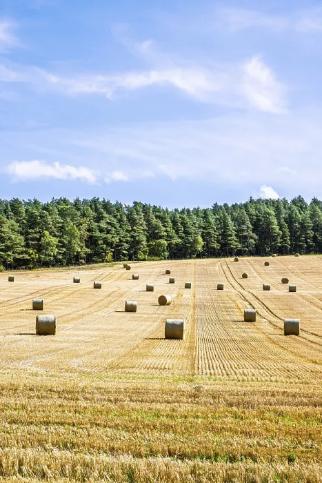 Framed Print : Straw bales in the Scottish fields Framed Print : Straw bales in the Scottish fields