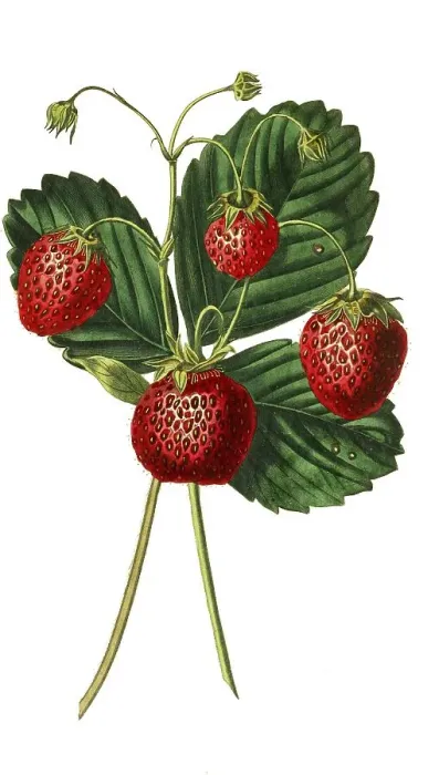 Framed Print : Strawberries, the downton strawberry Framed Print : Strawberries, the downton strawberry