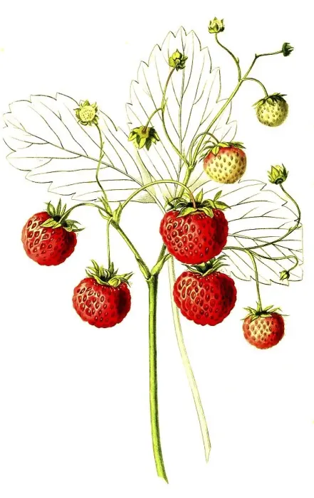 Framed Print : Strawberries of the Grove End Scarlet variety Framed Print : Strawberries of the Grove End Scarlet variety