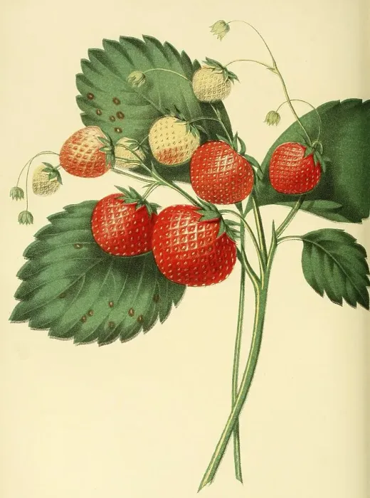 Framed Print : Strawberry of the Boston Pine Strawberry variety Framed Print : Strawberry of the Boston Pine Strawberry variety