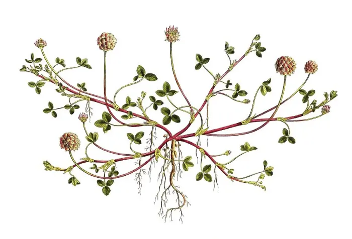 Framed Print : Strawberry clover (Trifolium) fragiferum Framed Print : Strawberry clover (Trifolium) fragiferum