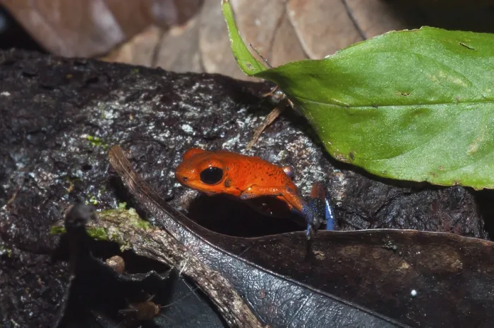 Framed Print : Strawberry Poison-dart Frog (Oophaga pumilio)