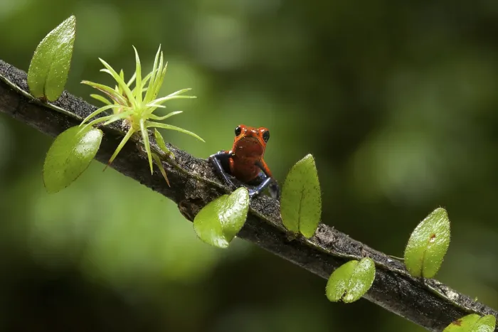 Framed Print : Strawberry poison frog (Oophaga pumilio)