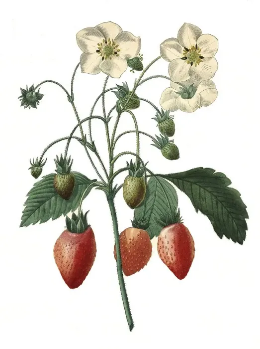 Framed Print : Strawberry, strawberries (Fragaria)
