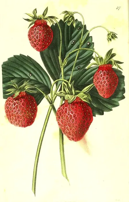 Framed Print : Strawberry, strawberry variety