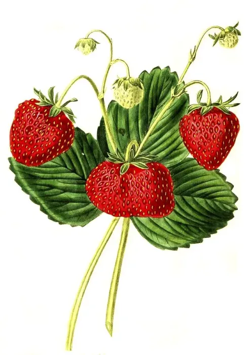 Framed Print : Strawberry, strawberry variety Framed Print : Strawberry, strawberry variety