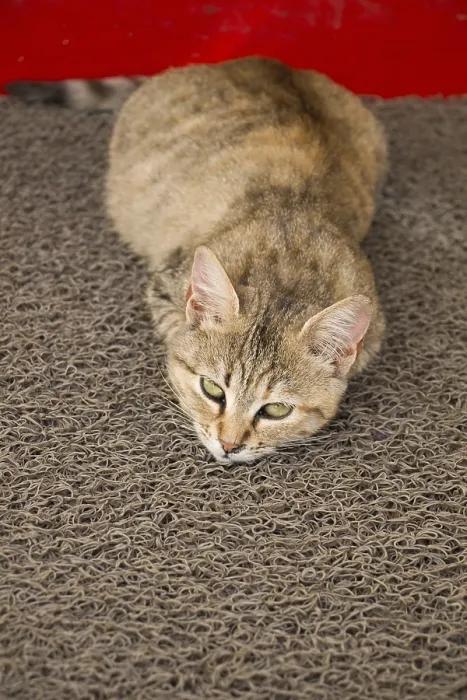 Framed Print : Stray cat seen in the street of the city