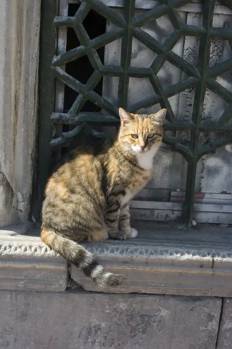 Framed Print : Stray cat seen in the street of the city Framed Print : Stray cat seen in the street of the city