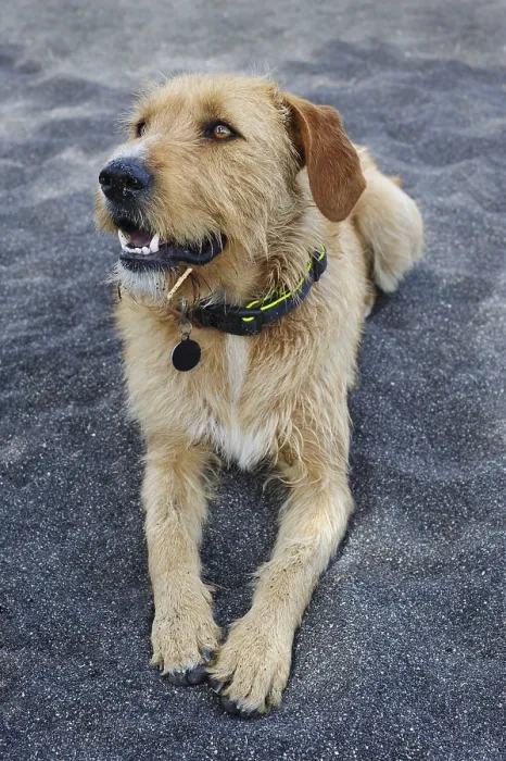 Framed Print : Stray dog with collar having rest at black sand beach of Santorini