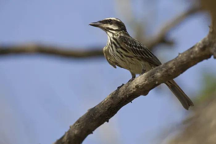Framed Print : Streaked Flycatcher (Myiodynastes maculatus)