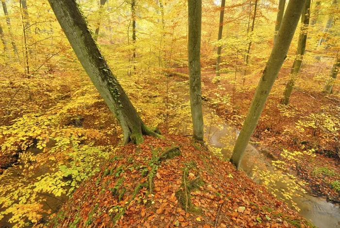 Framed Print : Stream in a beech forest in autumn in Nonnenfliess Nature Reserve near Eberswalde