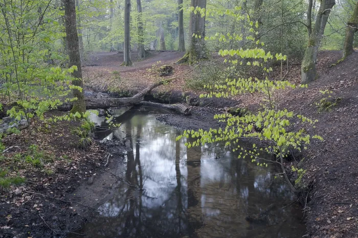 Framed Print : Stream and beech forest in spring Framed Print : Stream and beech forest in spring