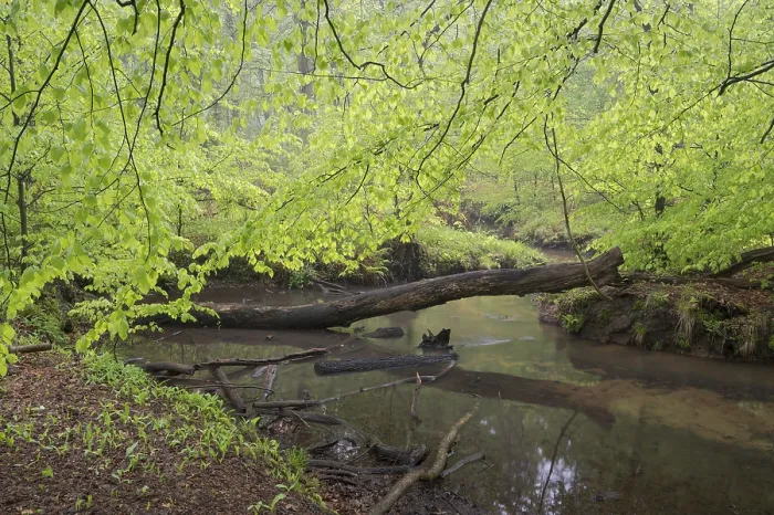 Framed Print : Stream and beech forest in spring Framed Print : Stream and beech forest in spring