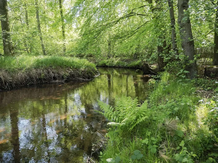 Framed Print : Stream and floodplain of the Dalke with alder forest in spring